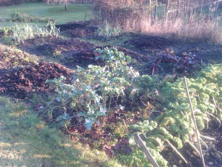 lower bed ready for winter