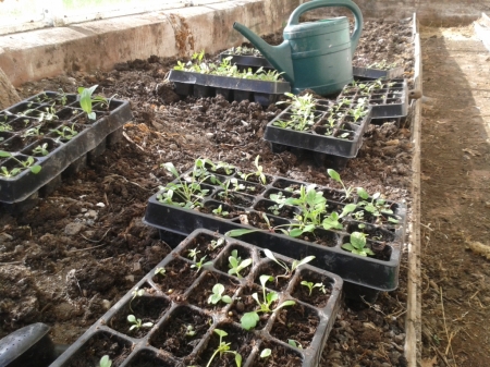seedlings in the greenhouse