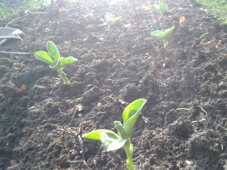 broad beans planted out