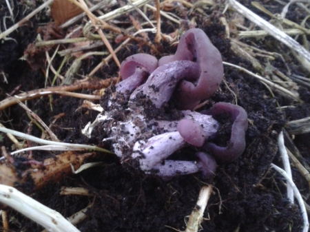 lilac coloured mushrooms