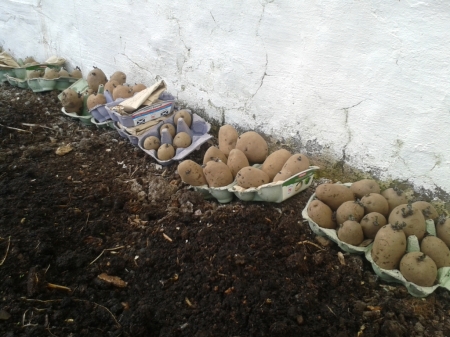 seed potatoes in greenhouse