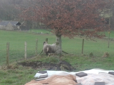 sheep in the garden