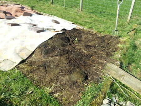 veg bed uncovered