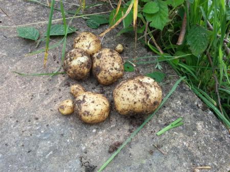 First potatoes