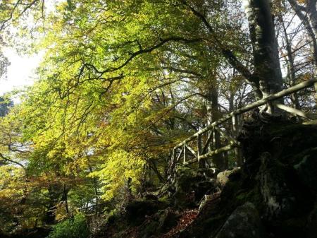 tollymore in autumn