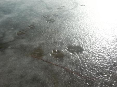 pawprints on ice