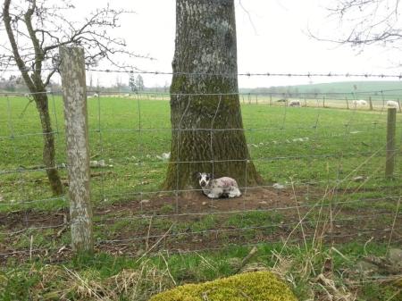 lamb huddled by tree