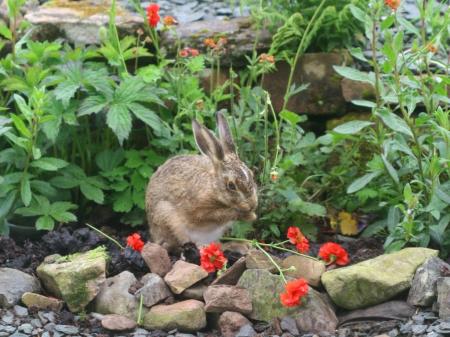 hare and flowers
