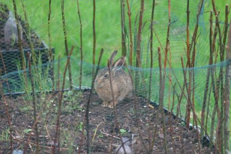 hare in asparagus bed