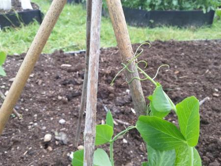 pea tendril attached to cane