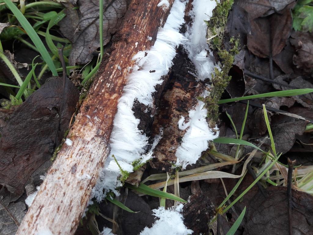 hair ice under bark