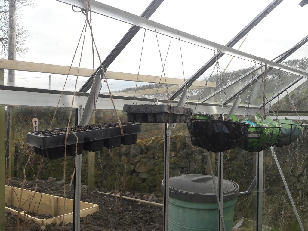 Peas suspended in the greenhouse