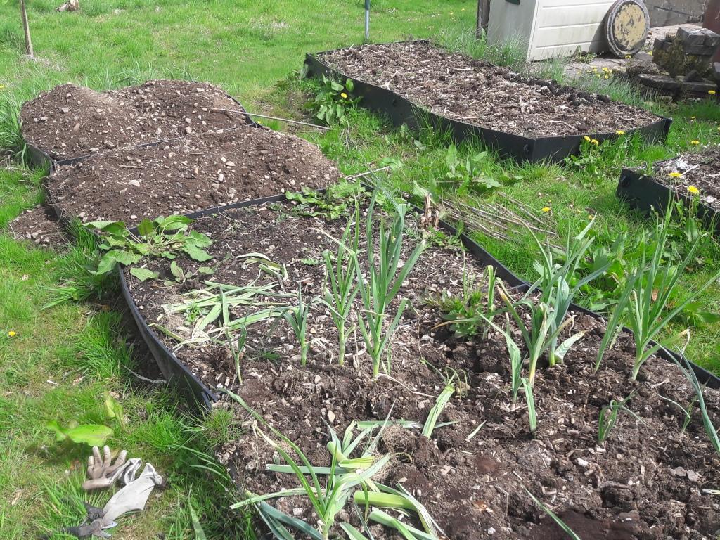 Garden veg beds before planting