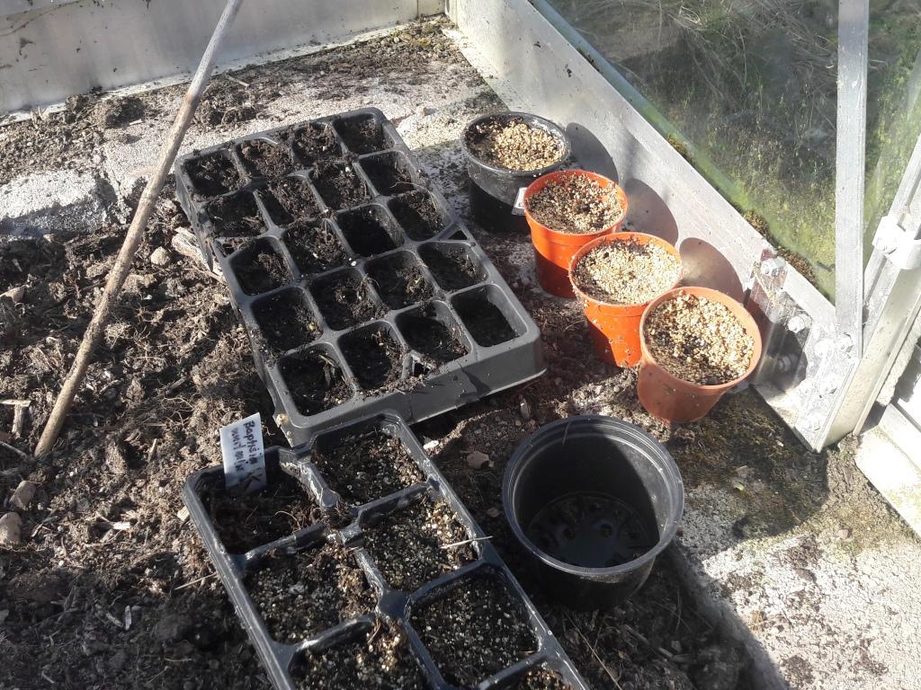 planted seed trays and pots