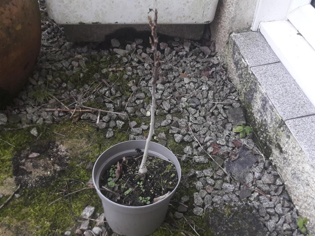 small walnut seedling in a pot