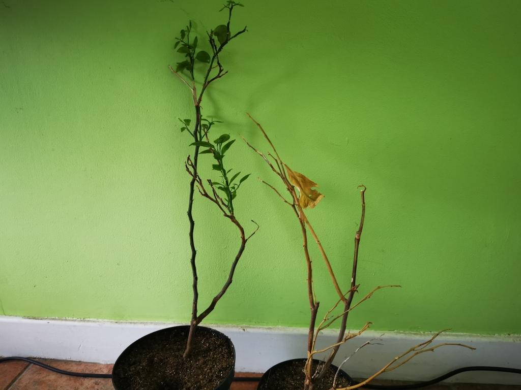The same two plants but the one on the left now has leaves
