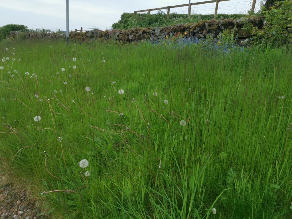 long grass with dandelion seedheads